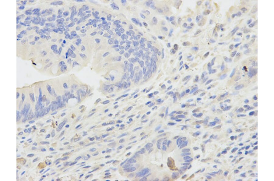Immunohistochemistry - ADH5 Antibody from Signalway Antibody (32568) - Antibodies.com