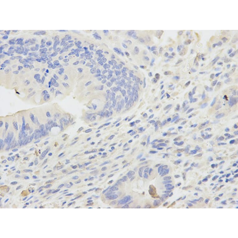 Immunohistochemistry - ADH5 Antibody from Signalway Antibody (32568) - Antibodies.com