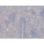 Immunohistochemistry - EEF2 Antibody from Signalway Antibody (32582) - Antibodies.com