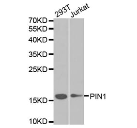 Western blot - PIN1 Antibody from Signalway Antibody (32599) - Antibodies.com