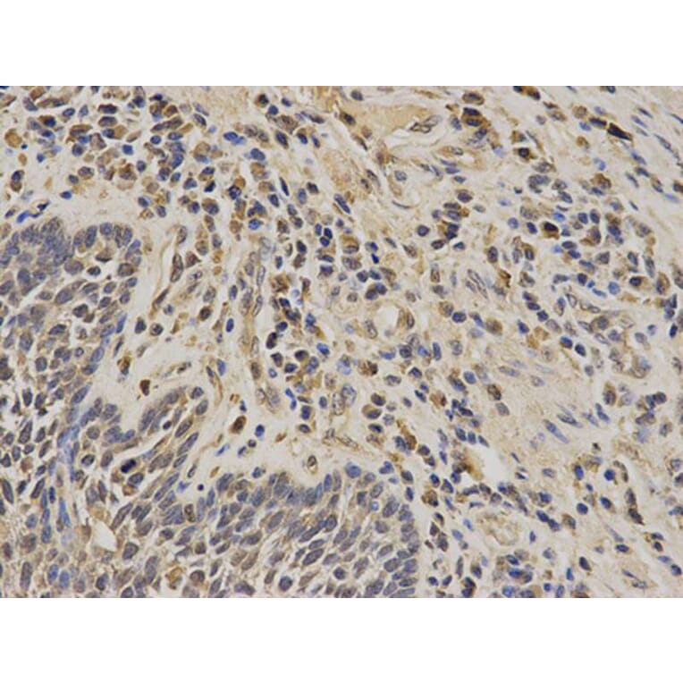 Immunohistochemistry - PIN1 Antibody from Signalway Antibody (32599) - Antibodies.com