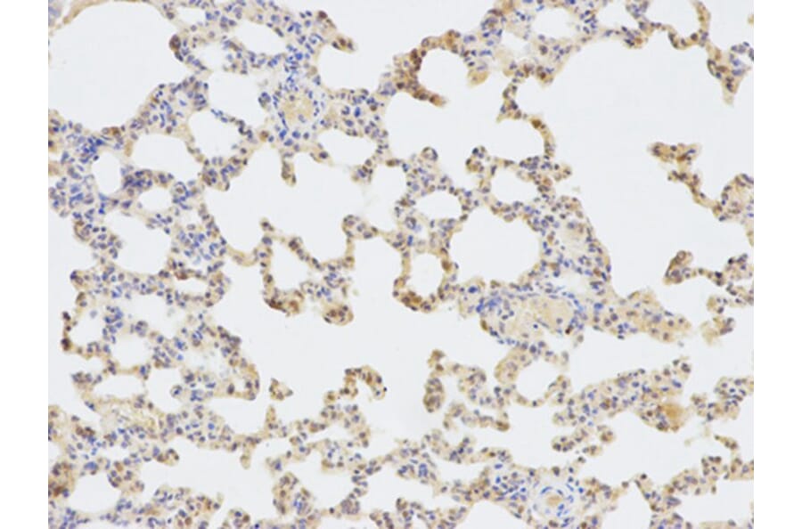 Immunohistochemistry - SORD Antibody from Signalway Antibody (32609) - Antibodies.com