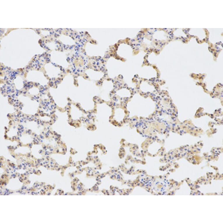 Immunohistochemistry - SORD Antibody from Signalway Antibody (32609) - Antibodies.com