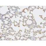 Immunohistochemistry - SORD Antibody from Signalway Antibody (32609) - Antibodies.com