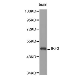 Western blot - IRF3 Antibody from Signalway Antibody (32639) - Antibodies.com