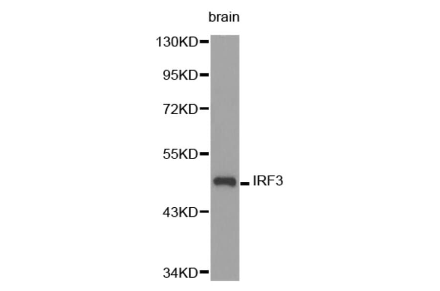 Western blot - IRF3 Antibody from Signalway Antibody (32639) - Antibodies.com