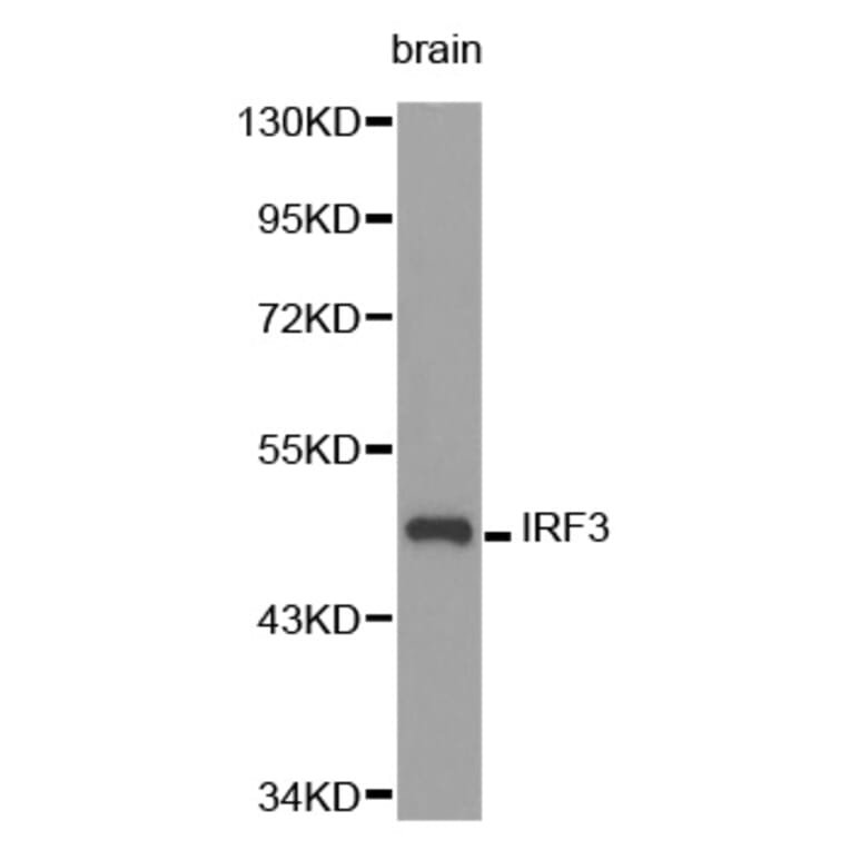 Western blot - IRF3 Antibody from Signalway Antibody (32639) - Antibodies.com