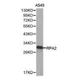 Western blot - RPA2 Antibody from Signalway Antibody (32653) - Antibodies.com