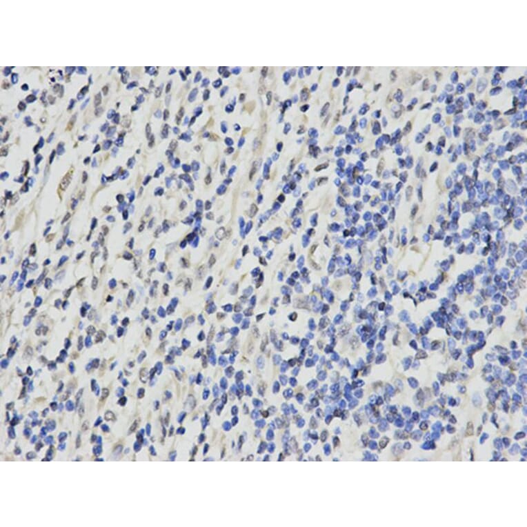 Immunohistochemistry - RPA2 Antibody from Signalway Antibody (32653) - Antibodies.com