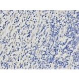 Immunohistochemistry - RPA2 Antibody from Signalway Antibody (32653) - Antibodies.com