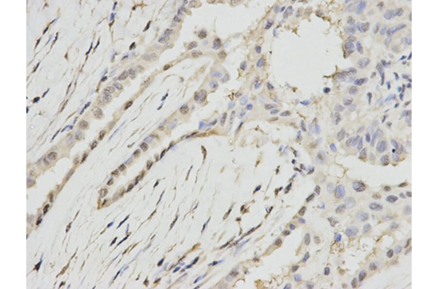 Immunohistochemistry - RPA2 Antibody from Signalway Antibody (32653) - Antibodies.com