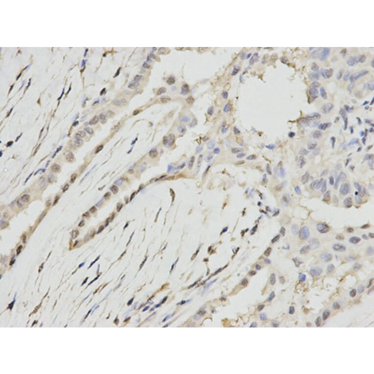 Immunohistochemistry - RPA2 Antibody from Signalway Antibody (32653) - Antibodies.com