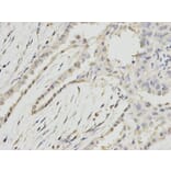 Immunohistochemistry - RPA2 Antibody from Signalway Antibody (32653) - Antibodies.com