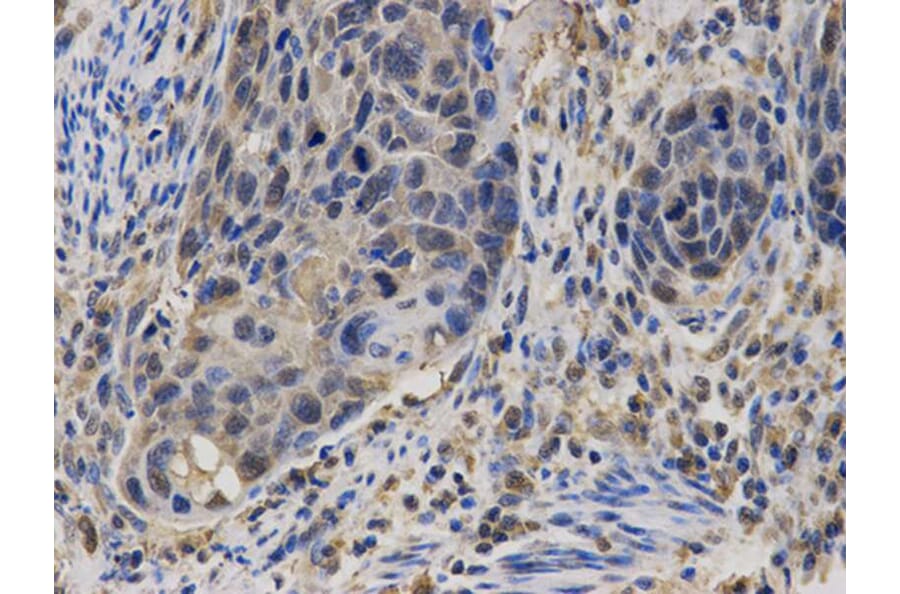 Immunohistochemistry - CASK Antibody from Signalway Antibody (32678) - Antibodies.com