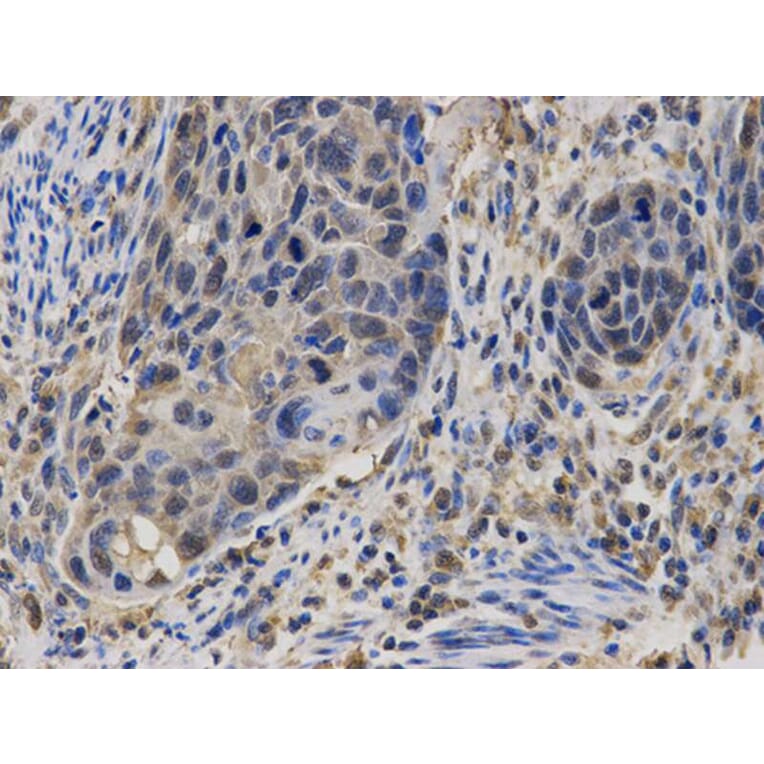 Immunohistochemistry - CASK Antibody from Signalway Antibody (32678) - Antibodies.com