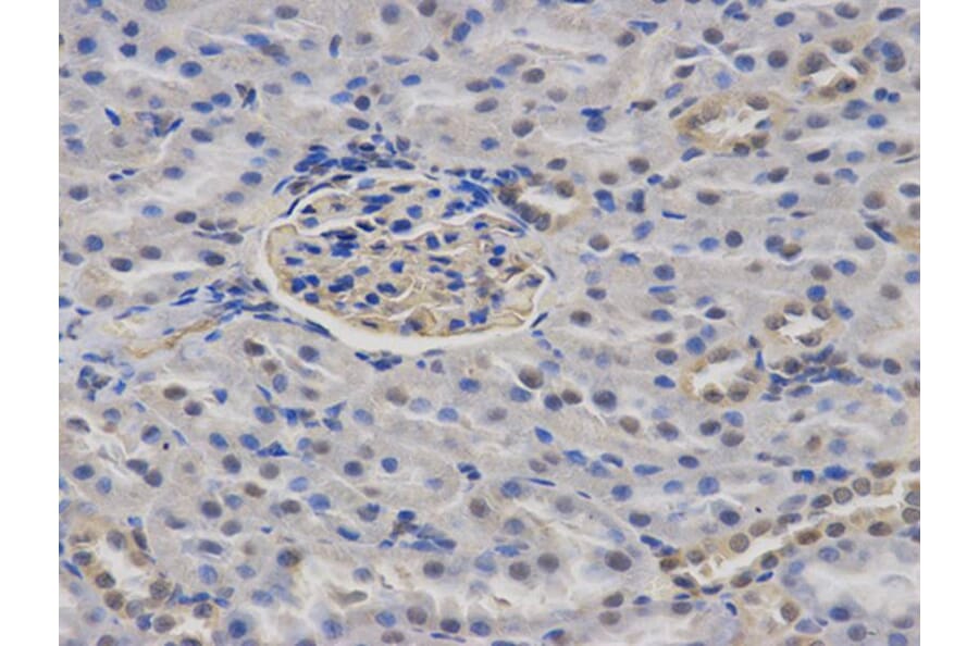 Immunohistochemistry - CASK Antibody from Signalway Antibody (32678) - Antibodies.com