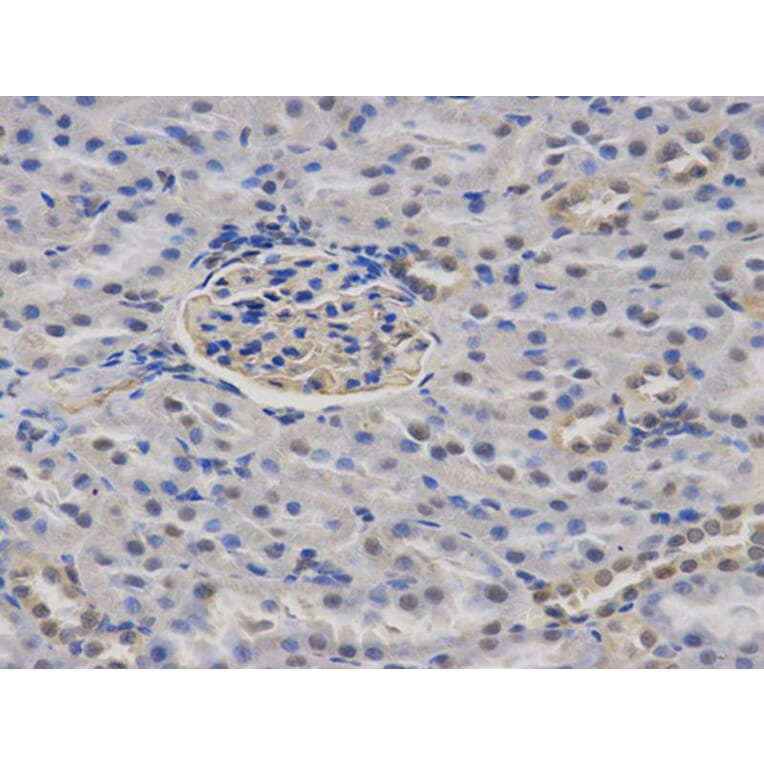 Immunohistochemistry - CASK Antibody from Signalway Antibody (32678) - Antibodies.com