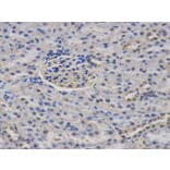 Immunohistochemistry - CASK Antibody from Signalway Antibody (32678) - Antibodies.com