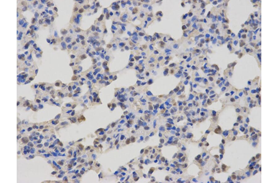 Immunohistochemistry - CASK Antibody from Signalway Antibody (32678) - Antibodies.com