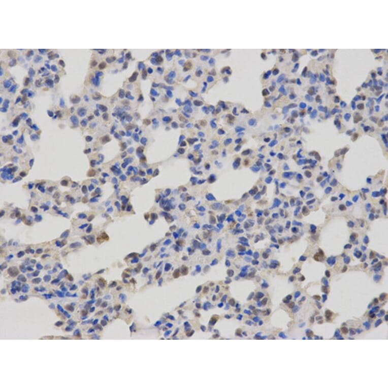 Immunohistochemistry - CASK Antibody from Signalway Antibody (32678) - Antibodies.com