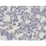 Immunohistochemistry - CASK Antibody from Signalway Antibody (32678) - Antibodies.com