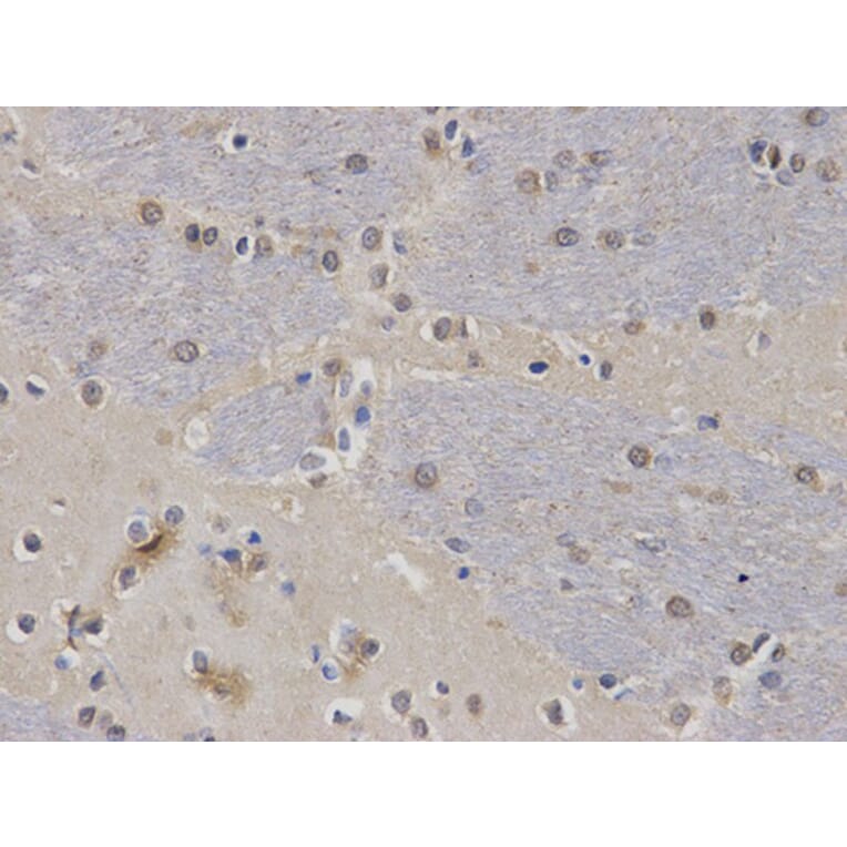 Immunohistochemistry - CASK Antibody from Signalway Antibody (32678) - Antibodies.com