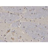 Immunohistochemistry - CASK Antibody from Signalway Antibody (32678) - Antibodies.com