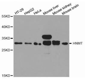 Western blot - HNMT Antibody from Signalway Antibody (32688) - Antibodies.com
