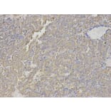 Immunohistochemistry - HNMT Antibody from Signalway Antibody (32688) - Antibodies.com