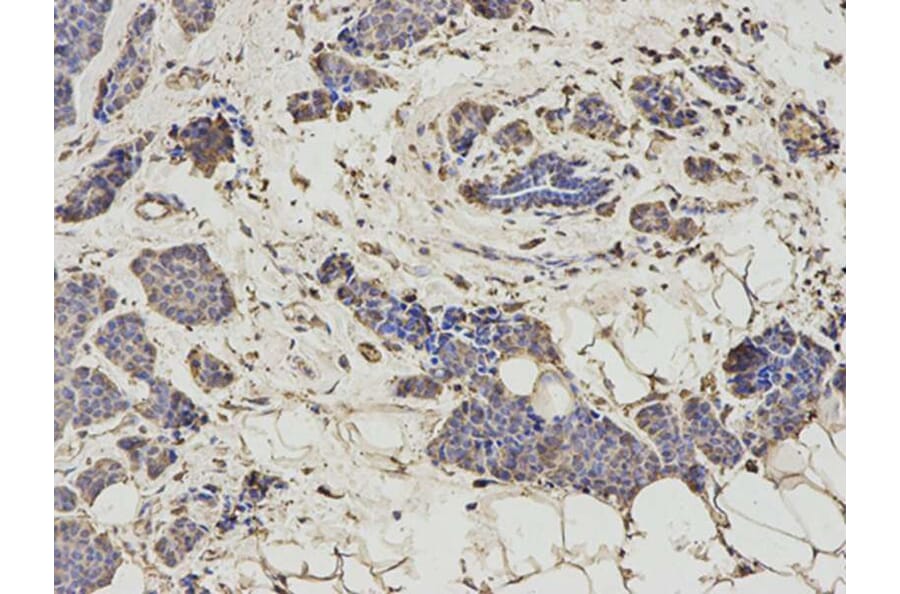 Immunohistochemistry - HNMT Antibody from Signalway Antibody (32688) - Antibodies.com
