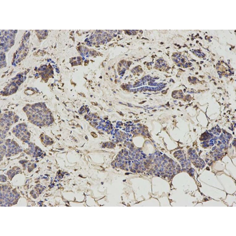 Immunohistochemistry - HNMT Antibody from Signalway Antibody (32688) - Antibodies.com