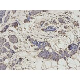 Immunohistochemistry - HNMT Antibody from Signalway Antibody (32688) - Antibodies.com