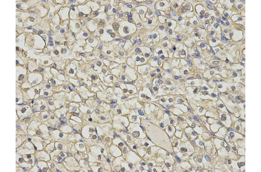 Immunohistochemistry - HNMT Antibody from Signalway Antibody (32688) - Antibodies.com