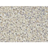 Immunohistochemistry - HNMT Antibody from Signalway Antibody (32688) - Antibodies.com