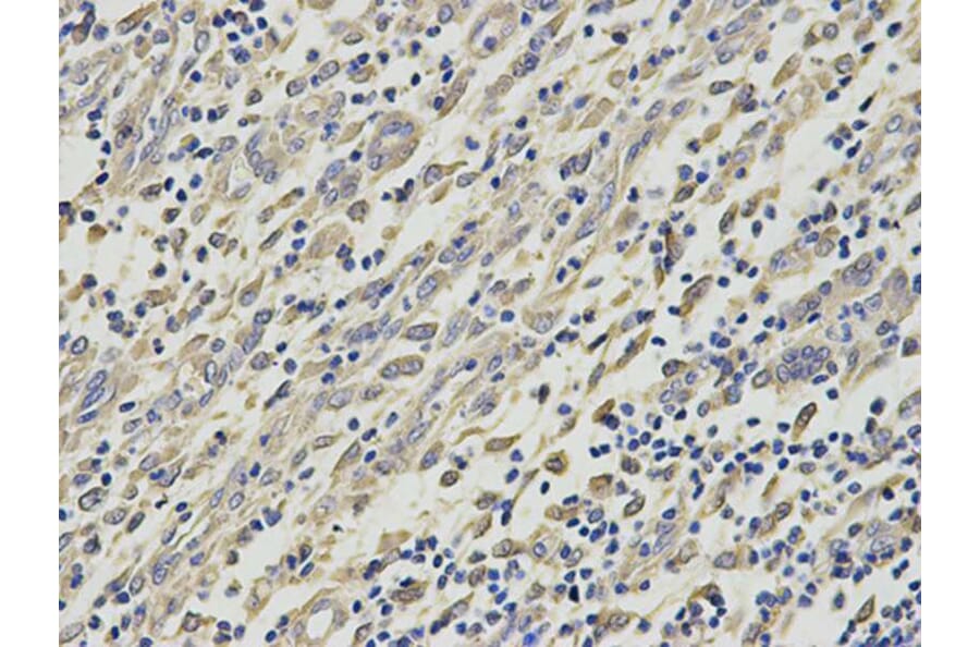 Immunohistochemistry - HNMT Antibody from Signalway Antibody (32688) - Antibodies.com