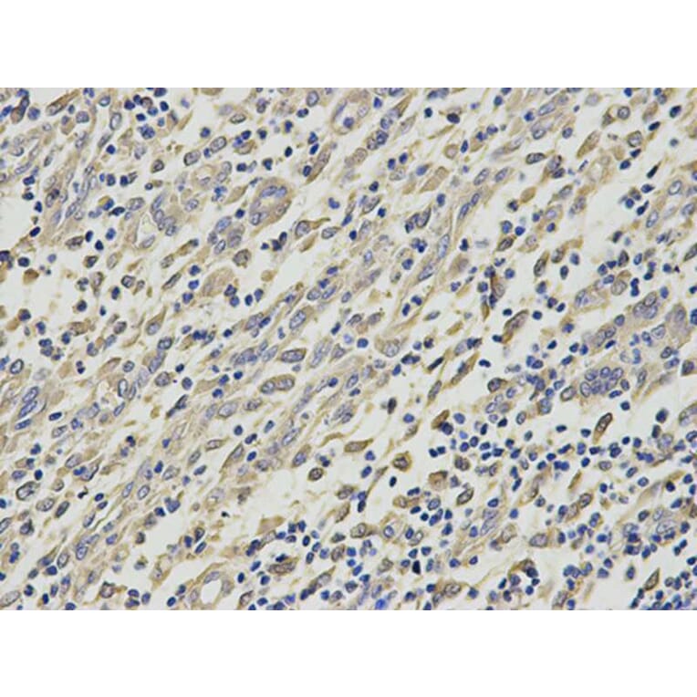 Immunohistochemistry - HNMT Antibody from Signalway Antibody (32688) - Antibodies.com