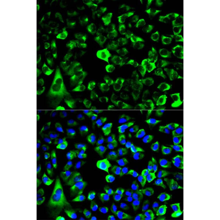 Immunofluorescence - RPS3 Antibody from Signalway Antibody (32698) - Antibodies.com