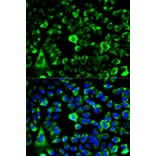 Immunofluorescence - RPS3 Antibody from Signalway Antibody (32698) - Antibodies.com