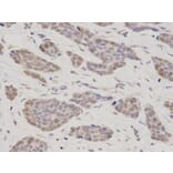 Immunohistochemistry - TMPO Antibody from Signalway Antibody (32699) - Antibodies.com