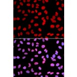 Immunofluorescence - TMPO Antibody from Signalway Antibody (32699) - Antibodies.com