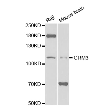 Western blot - GRM3 Antibody from Signalway Antibody (32700) - Antibodies.com