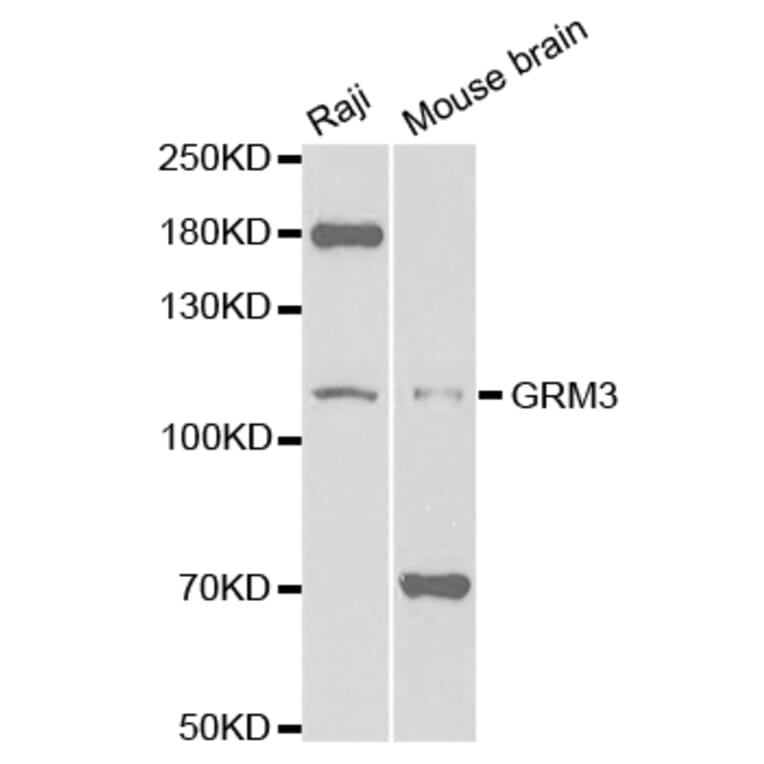 Western blot - GRM3 Antibody from Signalway Antibody (32700) - Antibodies.com