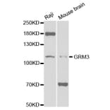 Western blot - GRM3 Antibody from Signalway Antibody (32700) - Antibodies.com