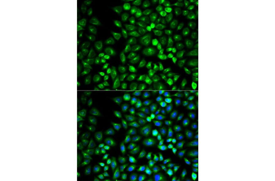 Immunofluorescence - GRM3 Antibody from Signalway Antibody (32700) - Antibodies.com