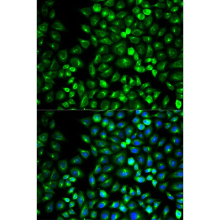 Immunofluorescence - GRM3 Antibody from Signalway Antibody (32700) - Antibodies.com
