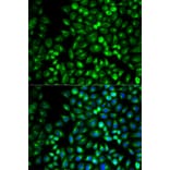 Immunofluorescence - GRM3 Antibody from Signalway Antibody (32700) - Antibodies.com