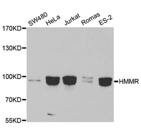 Western blot - HMMR Antibody from Signalway Antibody (32702) - Antibodies.com