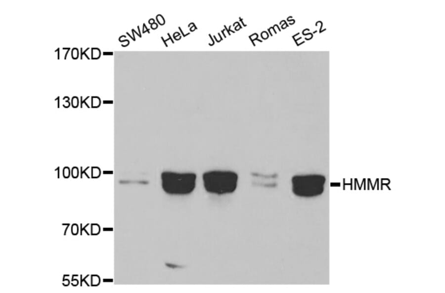 Western blot - HMMR Antibody from Signalway Antibody (32702) - Antibodies.com