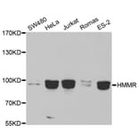 Western blot - HMMR Antibody from Signalway Antibody (32702) - Antibodies.com