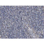 Immunohistochemistry - LCP2 Antibody from Signalway Antibody (32719) - Antibodies.com